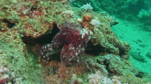 Caribbean Reef Octopus Changing Color and Texture in Coral Reef Environment Stock Footage 311947469