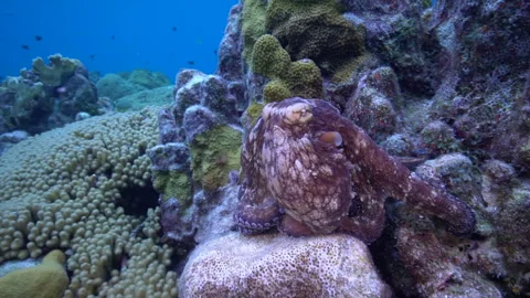Caribbean reef octopus Stock Footage 311347691