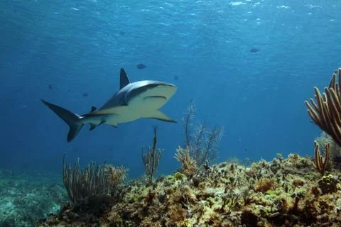 Caribbean Reef Shark Composition Stock Photos