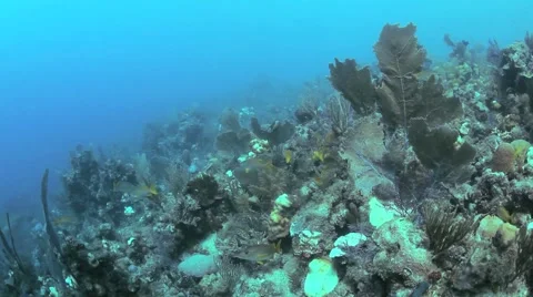 Caribbean Reef Shark Cuba Stock Footage