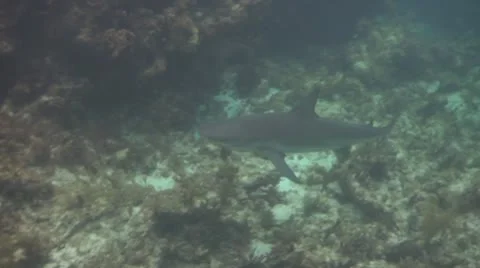 Caribbean Reef Shark Stock Footage