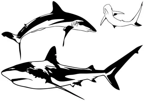 Caribbean Reef Shark Set Stock Illustration