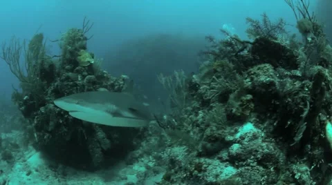 Caribbean Reef Sharks Cuba Stock Footage