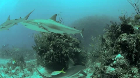Caribbean Reef Sharks Cuba Stock-Footage 3856980
