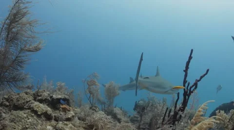 Caribbean Reef Sharks Cuba 库存影片 7762087