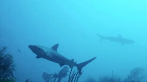 Caribbean reef sharks floating in the deep sea Stockbeeldmateriaal 76919366