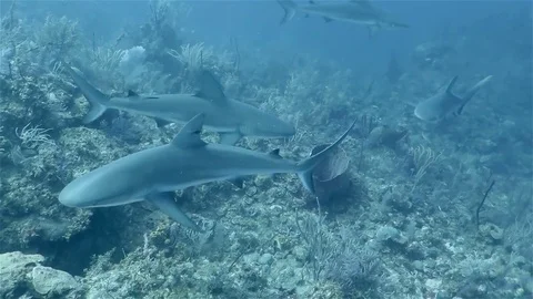 Caribbean reef sharks floating in the deep sea Stock Footage 76925177