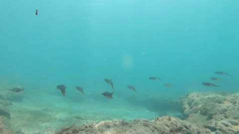 Caribbean Reef Squid Stock Footage 137041835