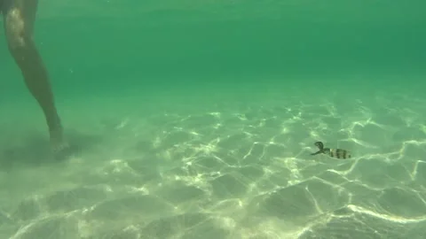 Caribbean reef squid Stock Footage 137485592