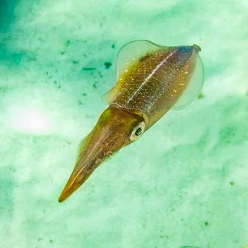 Caribbean Reef Squid Stock Photos