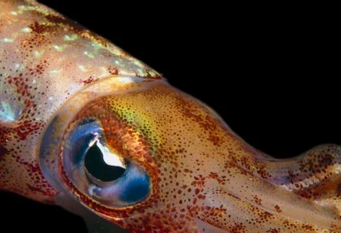 Caribbean Reef Squid Stock Photos
