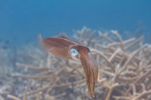 Caribbean Reef Squid 스톡 사진