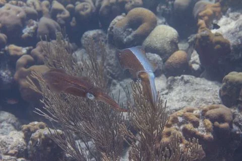 Caribbean Reef Squid 스톡 사진