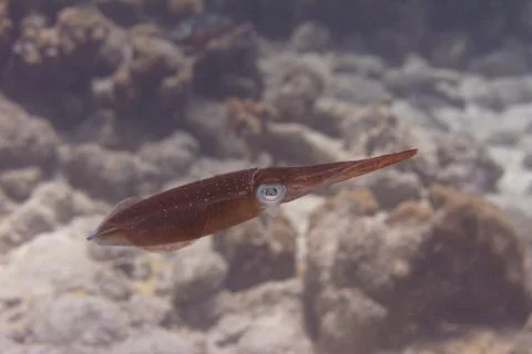 Caribbean Reef Squid Stock Photos
