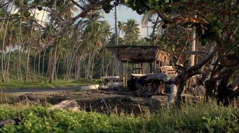 Caribbean Roadside shack Palm Trees Car Passes 01 스톡 동영상 45346411