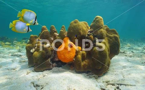 Caribbean Sea Life Coral With Sponge And Fish