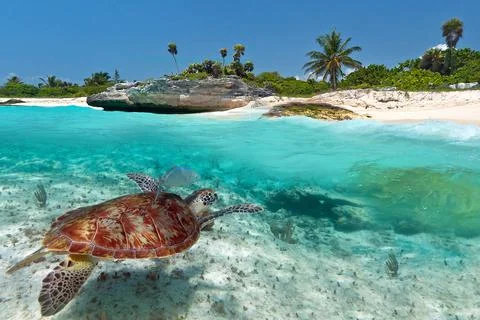 Caribbean Sea scenery with green turtle  Stock Photos