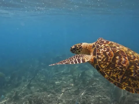 Caribbean Sea Turtle greets camera Stockbeeldmateriaal 282071809