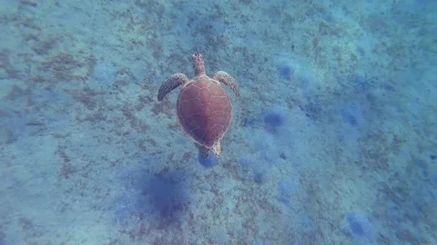 Caribbean Sea Turtle Swimming Video stock 146802476