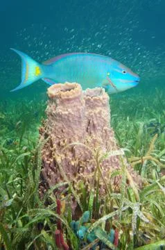Caribbean sea underwater sponge with parrotfish Stock Photos