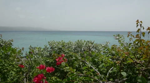 Caribbean seaside foilage Stock Footage 46626682