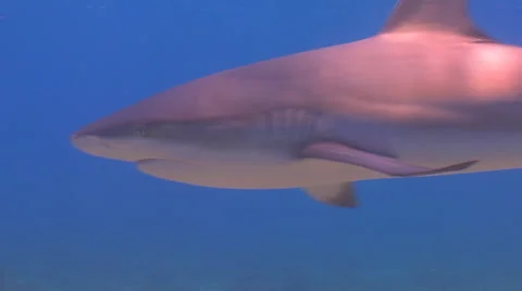 Caribbean Shark Stock Footage 53281711