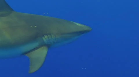Caribbean sharks Stock Footage 53281501