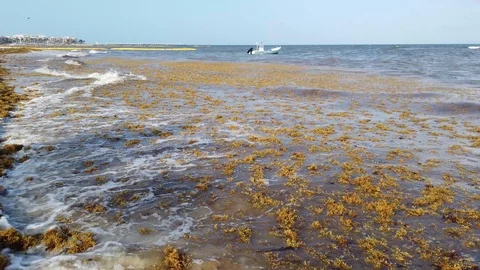 Caribbean shoreline covered in Sargassum weed Stock Footage