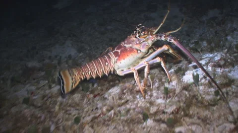 Caribbean Spiny Lobster Видео 5808221