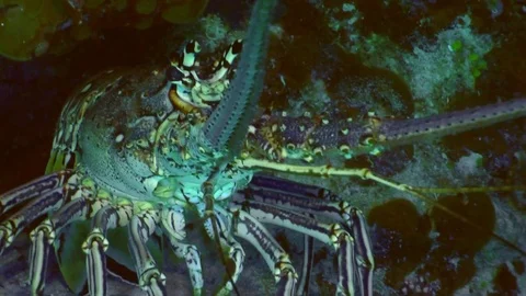 Caribbean Spiny Lobster Stock Footage 84999955