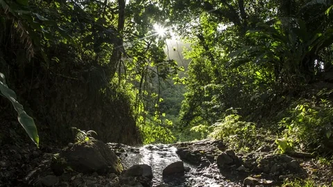 Caribbean: St. Vincent, Forest Stream during Day Stock Footage 70739315