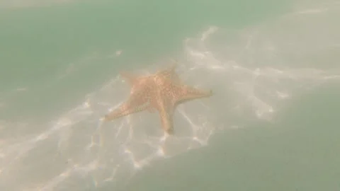 Caribbean starfish 1 Stock Footage 260008421