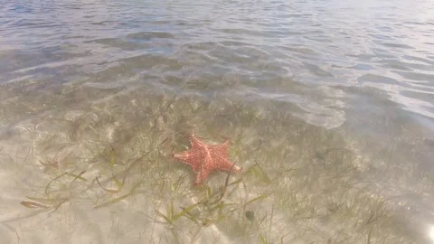 Caribbean starfish 10 Stock Footage 260008307