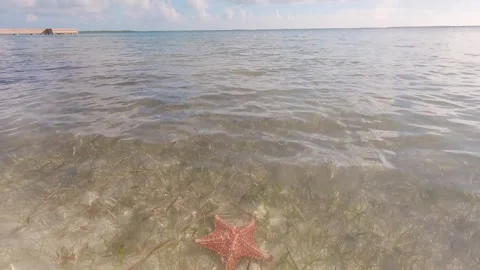 Caribbean starfish 11 Stock Footage 260008309
