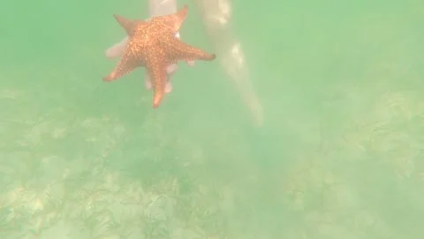 Caribbean starfish 2 Stock Footage 260008645
