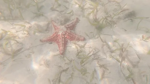 Caribbean starfish 3 Stock Footage 260008878
