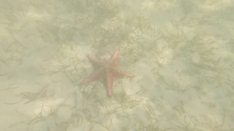 Caribbean starfish 4 Stock Footage 260008913