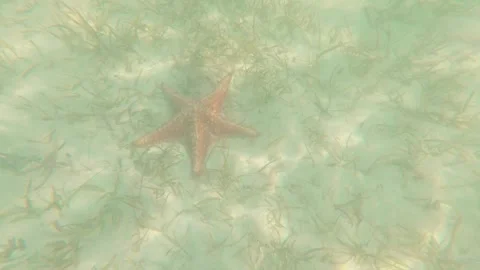 Caribbean starfish 5 Stock Footage 260008915
