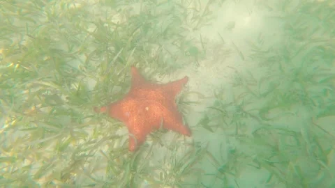 Caribbean starfish 7 Stock Footage 260008329