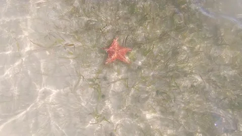 Caribbean starfish 8 Stock Footage 260008330