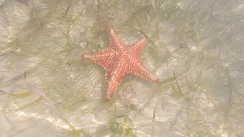 Caribbean starfish 9 Stock Footage 260008308