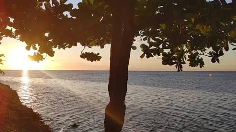 Caribbean sunrise with a tree in the foreground, Punta Gorda, Roatan Vídeo Stock 253608715