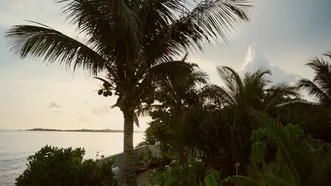 Caribbean sunset beach with palm trees Stock Footage 318319956