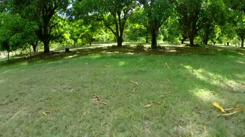Caribbean Tree Farm Stock Footage 41841524