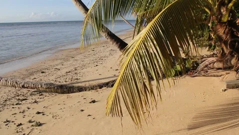 Caribbean Tropical Beach Video stock 4807171