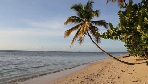 Caribbean Tropical Beach Video stock 4807291