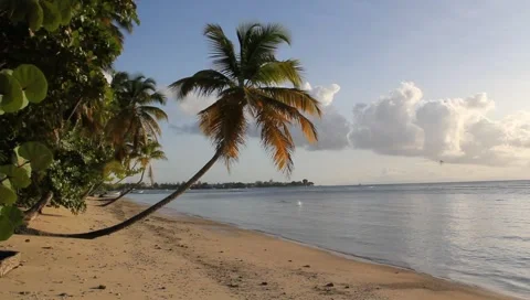 Caribbean Tropical Beach Video stock 4807348