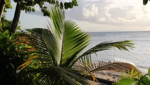 Caribbean Tropical Beach Video stock 4807402