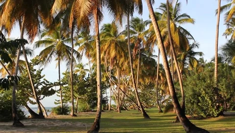 Caribbean Tropical Beach Video stock 4807434