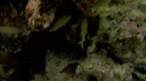 Caribbean tropical fish plankton algae coral  Stock Footage 40668989